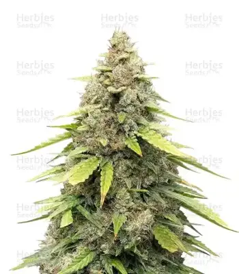 Sour Kush Auto