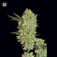Marley's Bud