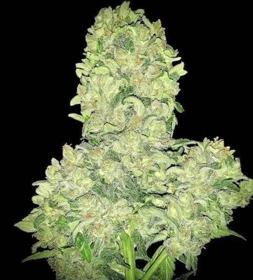 Alien Otto Auto