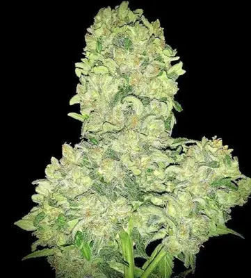 Alien Otto Auto