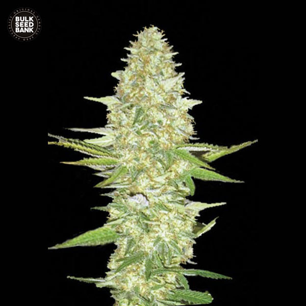 perfect-power-plant-image