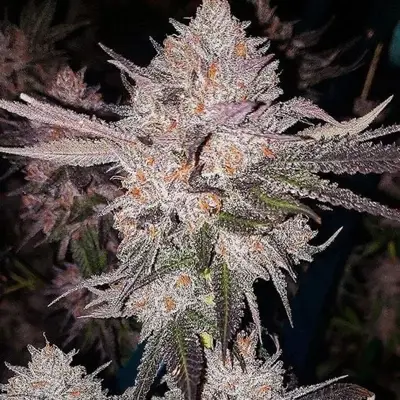 OG Kush Auto