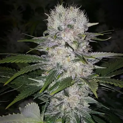 Skunk Hero RBX1