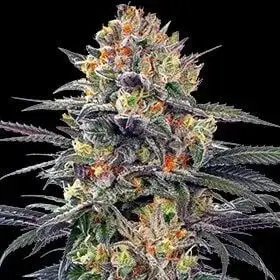 Jealous Mary Auto