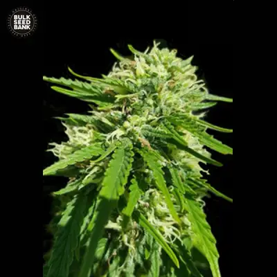 CBD Good Wild Shark