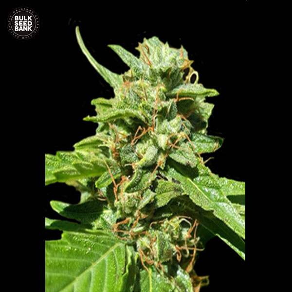 cbd-nepal-gold-image