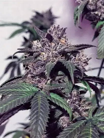 Purple Diesel