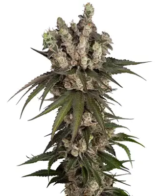 Gelauto Kush Automatic