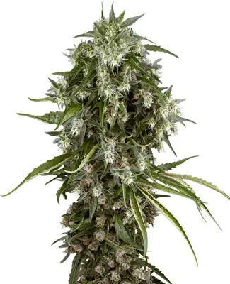 Pineapple Jack Feminized