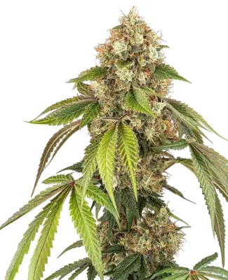 Sensi True Blood Feminized