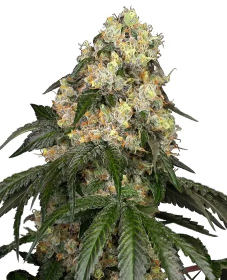 White Biscotti OG XXL Feminized