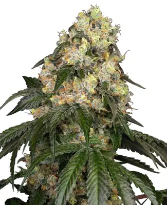 White Biscotti OG XXL Feminized