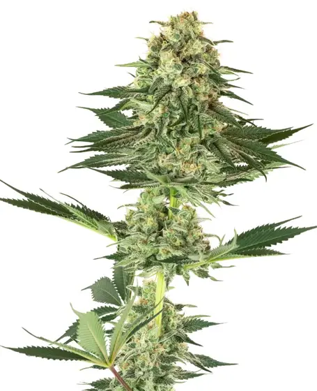 Banana Kush Feminized