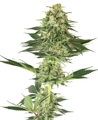 Banana Kush Feminized