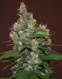 Sour Turbo Diesel (S.T.D)