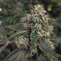 OG REEKN FEMINIZED