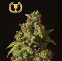 ROLLEX OG FEMINIZED