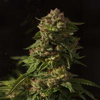 FALLEN ANGEL FEMINIZED