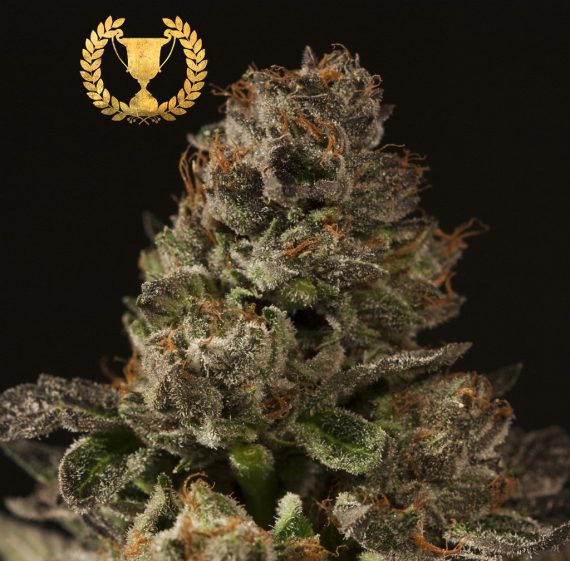 STRAWBERRY SOUR DIESEL