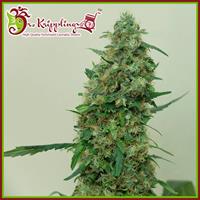 Patel's CornerShop Special