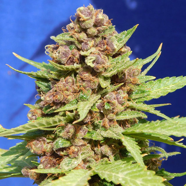 purple-punch-cookies-image