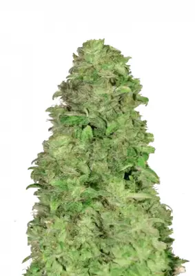 CBD Auto 20:1