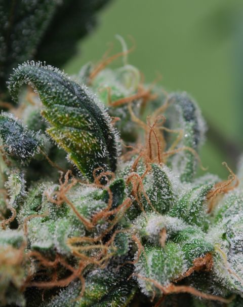 blueberry-cheesecake-image