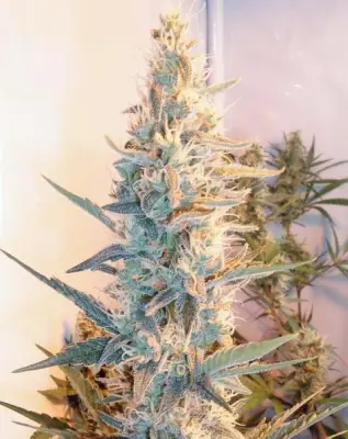 Outdoor Grapefruit