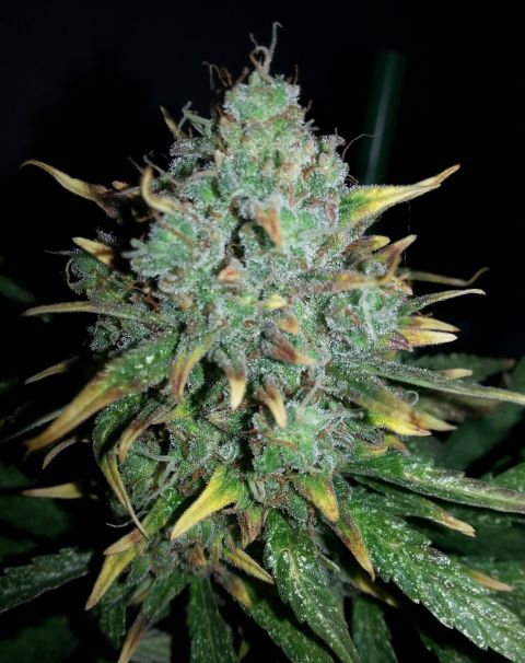 auto-white-widow-x-big-bud-image