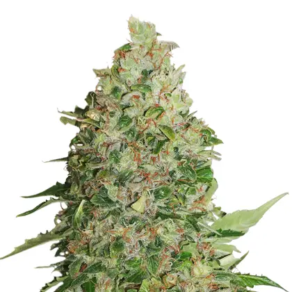BCN Critical XXL