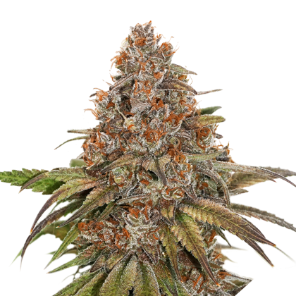 blackberry-gum-image