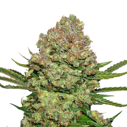 white-widow-image