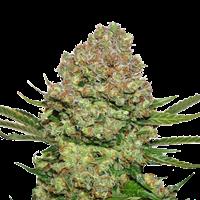 White Widow