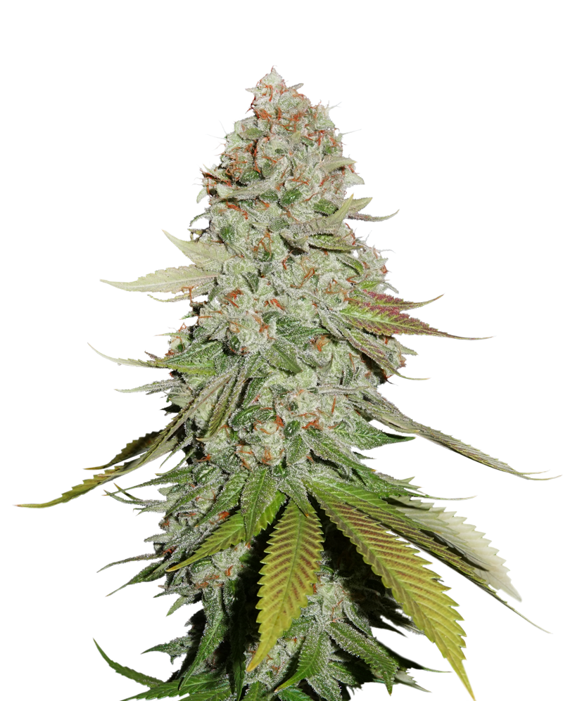 sticky-monkey-gg4-image