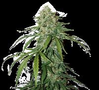 CBD 1:1 Silver Lime Haze