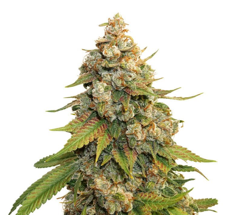 golden-lemon-haze-image