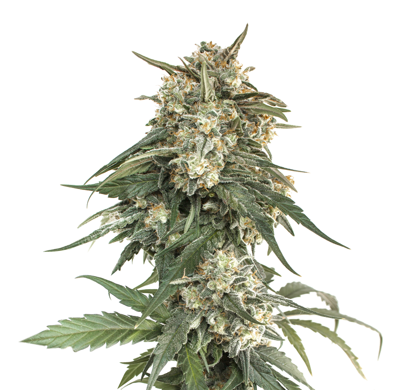 bcn-critical-xxl-fast-image