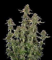 BCN Power Plant Autoflower