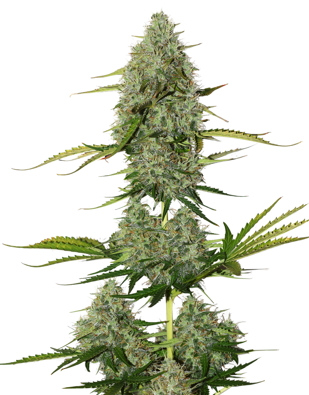 bcn-critical-xxl-autoflower-image