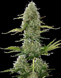 BCN Critical XXL Autoflower