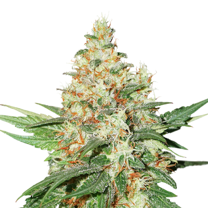 o.g.-kush-autoflower-image
