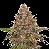 Blackberry Gum Autoflower