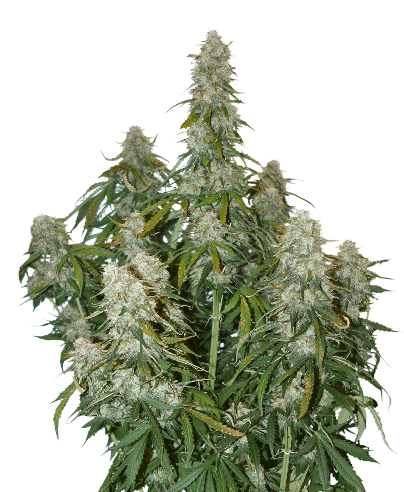 big-bud-autoflower-image