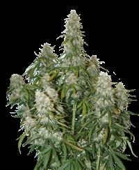 Big Bud Autoflower