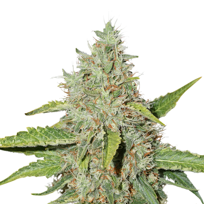 northern-lights-autoflower-image