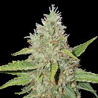 Northern Lights Autoflower