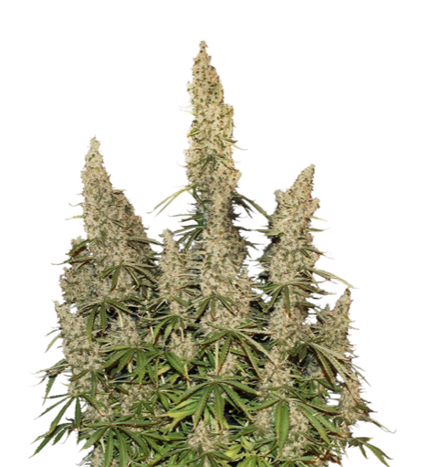 white-widow-autoflower-image