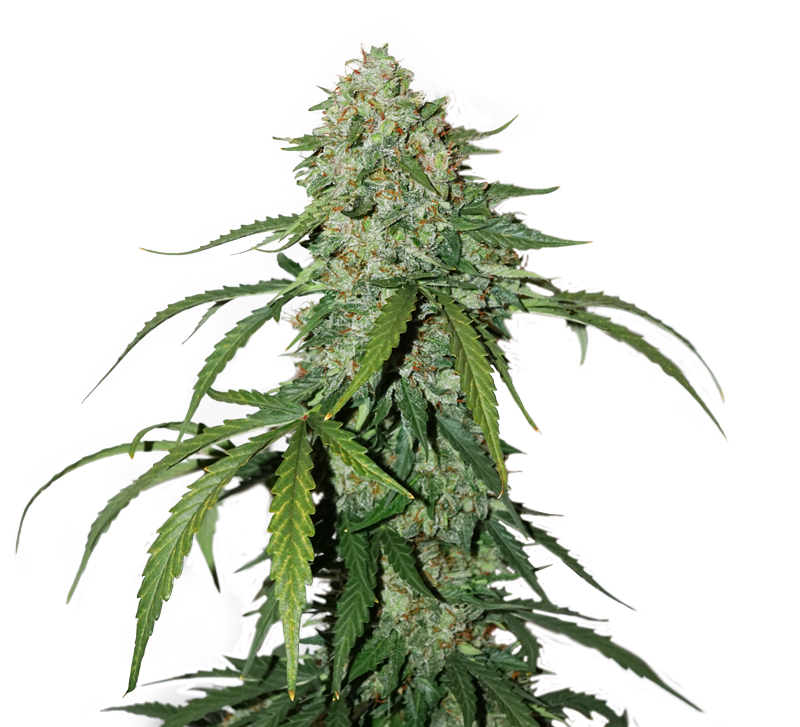 cbd-1-1-silver-lime-haze-autoflower-image