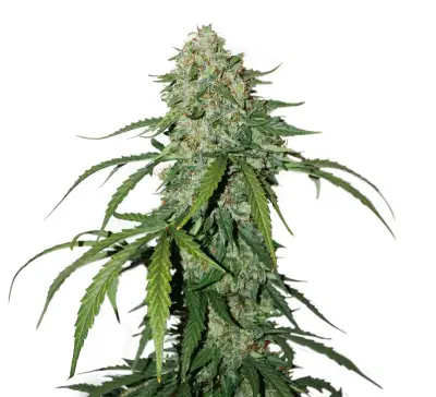 CBD 1:1 Silver Lime Haze Autoflower