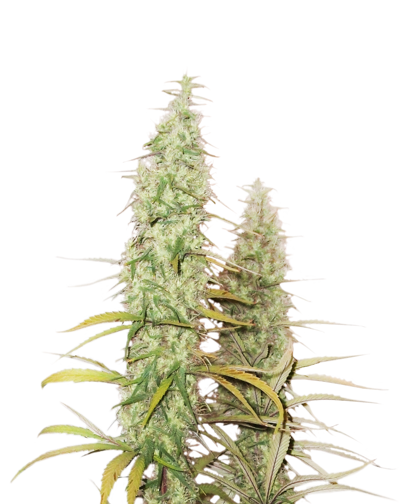santa-marta-haze-autoflower-image